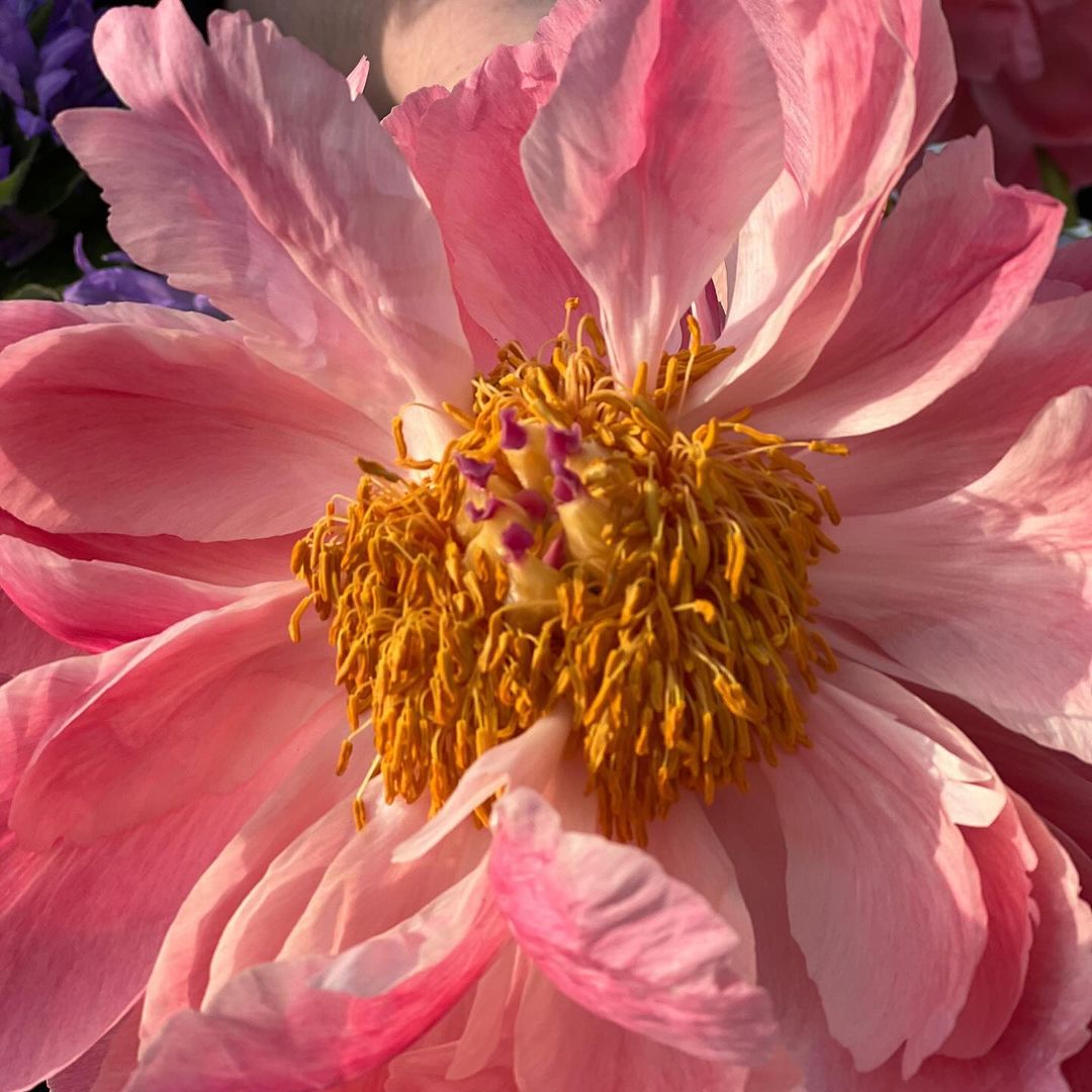 Close-up shot of a fully bloomed pink peony flower with a yellow stamen in soft, diffused sunlight with a blurred floral background.