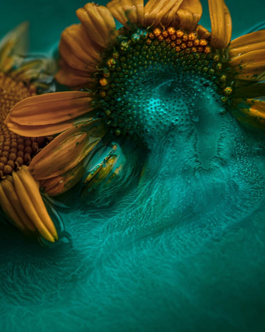 Close-up view of two sunflowers with yellow petals and a dark green center, set against a textured teal background for visual contrast.