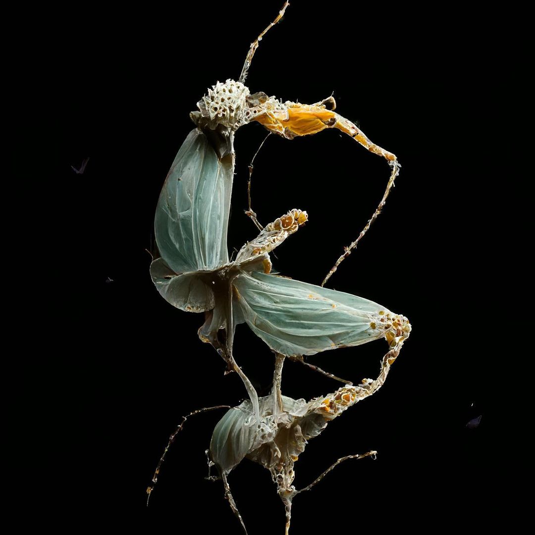 Close-up shot of a complex, abstracted insect or floral form against a dark backdrop, showcasing detailed, symmetrical organic structures.