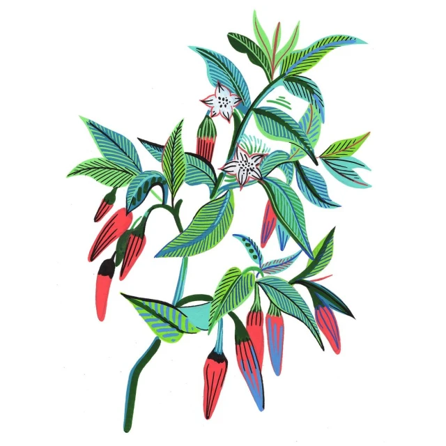 Illustration of a pepper plant with green leaves, white flowers, and red peppers on a white background. The illustration is detailed.