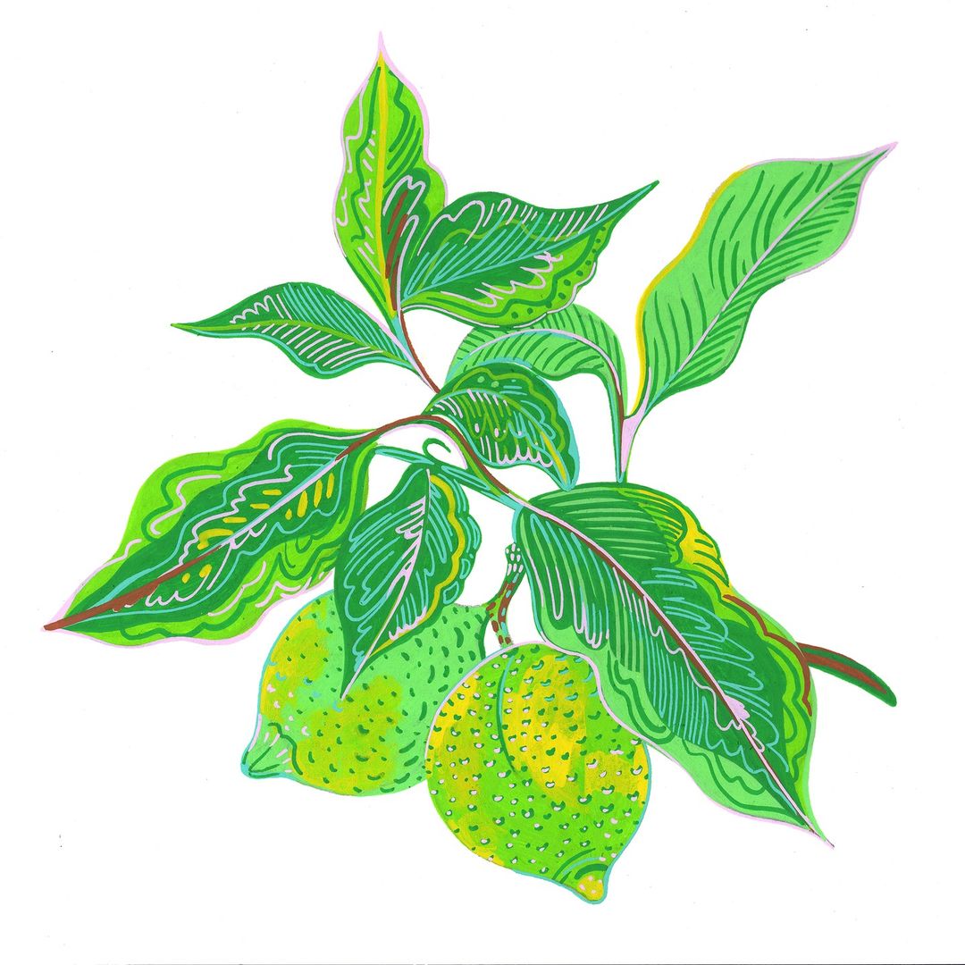Illustration of lemons on a branch with bright green leaves against a white background, showcasing vibrant colors and detailed lines.
