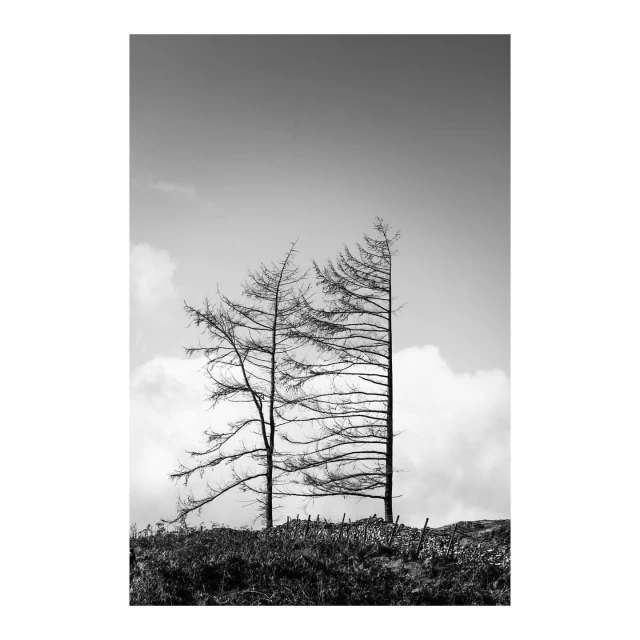Monochromatic landscape featuring two bare trees on a small hill, set against a cloudy sky, captured in a grayscale aesthetic.