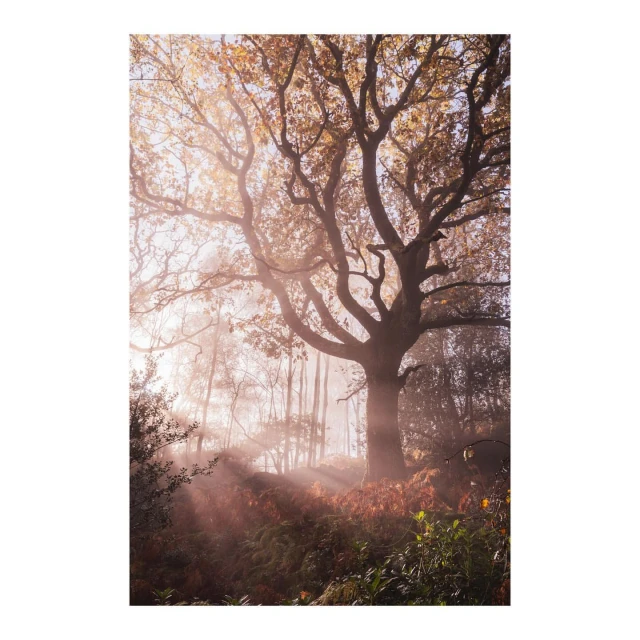 Sunlight streams through trees in a misty forest, creating a serene and ethereal woodland scene with autumn foliage and soft light.