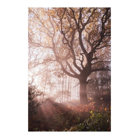 Sunlight streams through trees in a misty forest, creating a serene and ethereal woodland scene with autumn foliage and soft light.