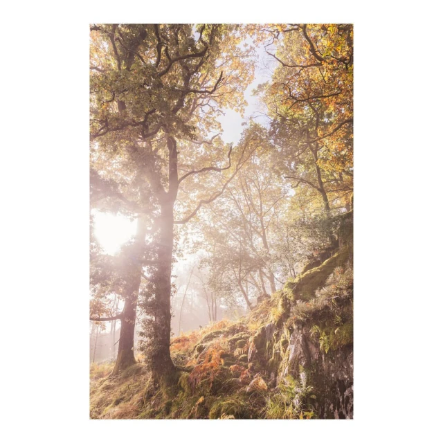 Sunlight shines through the colorful foliage of a tranquil forest with lush green ground cover and moss-covered rocks on the hillside.