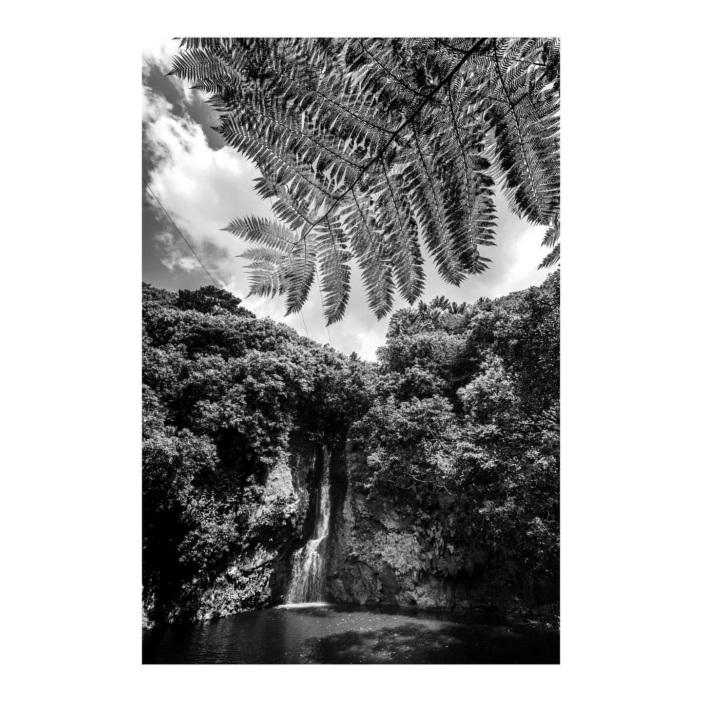 Black and white shot of a waterfall flowing into a pool of water, surrounded by lush green trees and plants, under a cloudy sky.