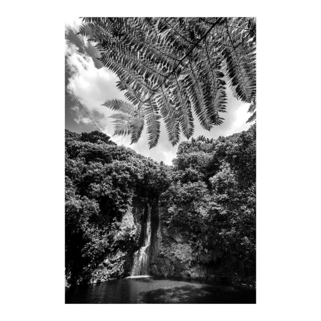 Black and white shot of a waterfall flowing into a pool of water, surrounded by lush green trees and plants, under a cloudy sky.