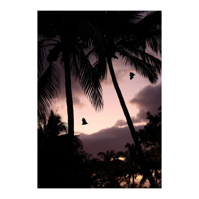 Silhouette of palm trees against a pink and purple sky with silhouetted birds in flight during dusk or dawn in a tropical environment.