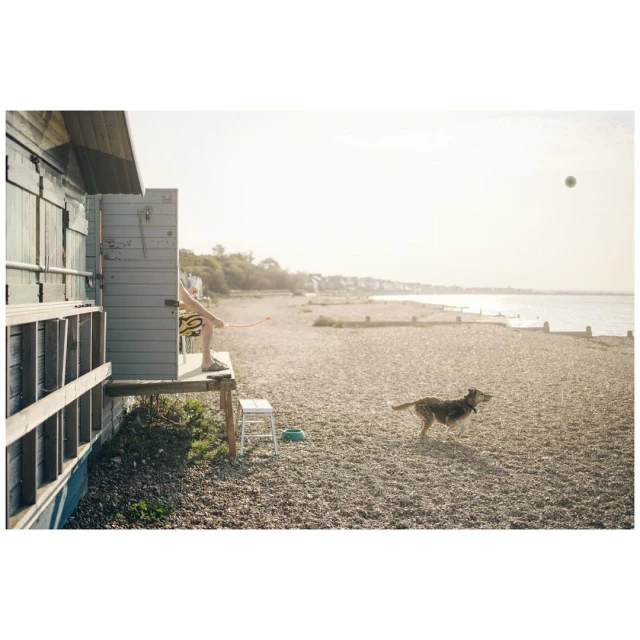 Dog runs on a pebble beach toward a thrown ball as a person sits on a porch of a small beach house in the sunlight.