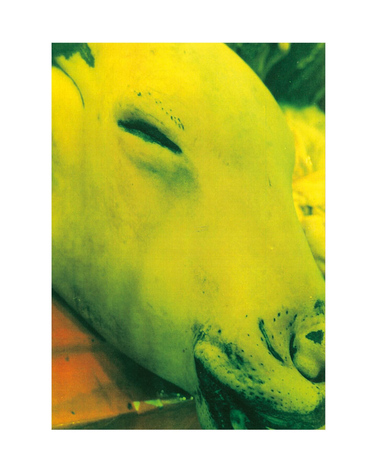 Close-up of a yellow pig's face showing its snout and closed eye, conveying an intimate view of the animal's features and texture.