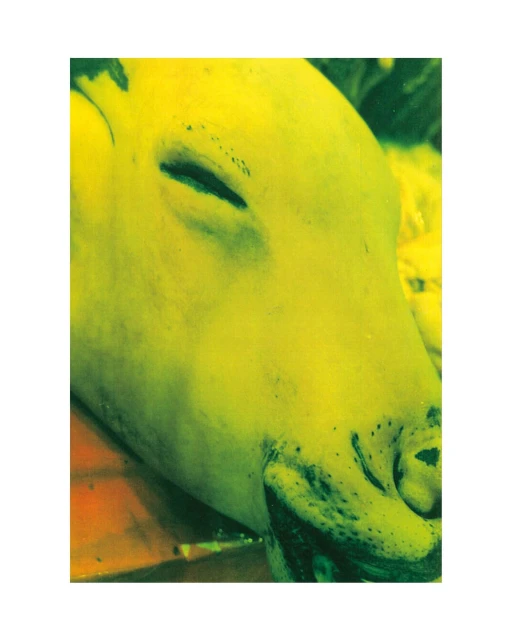 Close-up of a yellow pig's face showing its snout and closed eye, conveying an intimate view of the animal's features and texture.