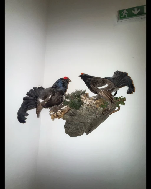 Two taxidermied black grouse birds mounted on a rock with pine needles, displayed against a plain white wall in a brightly lit indoor space.