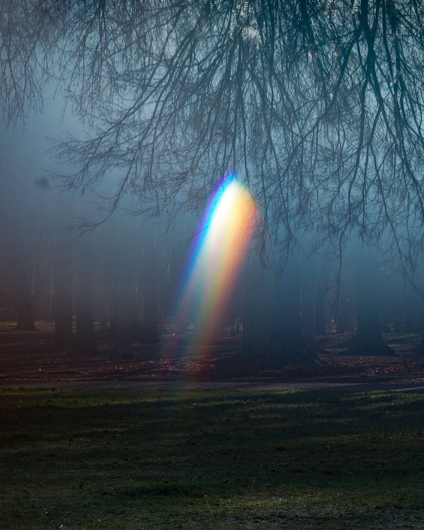 Sunlight shines through trees in a foggy forest, casting a rainbow light effect across a grassy field in a tranquil scene.