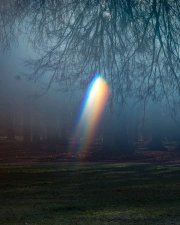 Sunlight shines through trees in a foggy forest, casting a rainbow light effect across a grassy field in a tranquil scene.