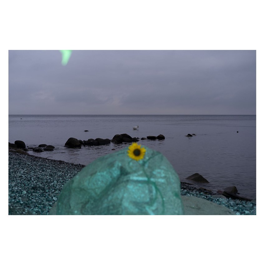 A sunflower sits atop a large, turquoise-wrapped rock on a pebble beach, with the ocean and a gray, cloudy sky in the background.