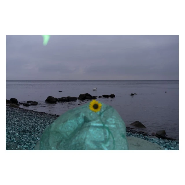 A sunflower sits atop a large, turquoise-wrapped rock on a pebble beach, with the ocean and a gray, cloudy sky in the background.