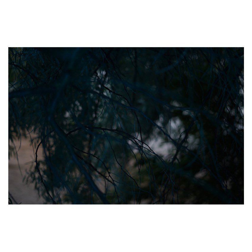 Close-up of shadowed tree branches against a blurred neutral-toned backdrop, creating a nature-focused, atmospheric image.
