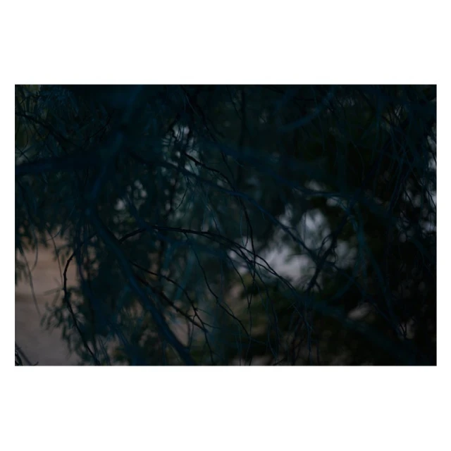 Close-up of shadowed tree branches against a blurred neutral-toned backdrop, creating a nature-focused, atmospheric image.