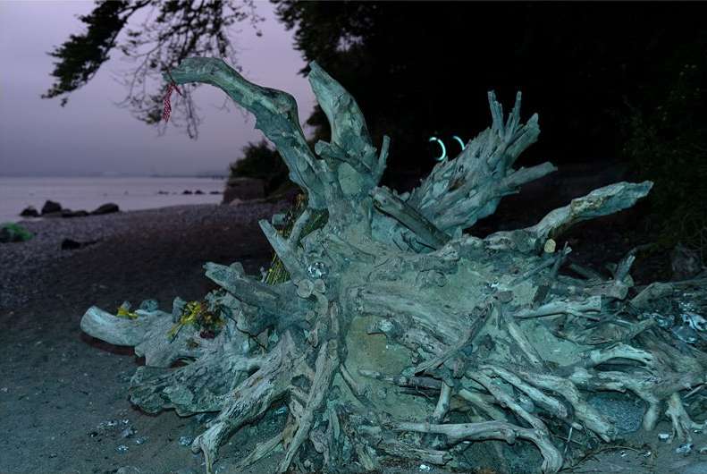 Driftwood sculpture on a beach at twilight. Gnarled wood with visible roots and branches creates a natural art piece near the water.