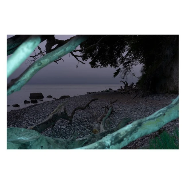 Pebble beach framed by fallen tree branches at dusk. Ocean water and tree line extend into the distance under a cloudy sky.