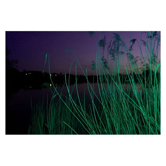 Scenic view of illuminated reeds at dusk with a body of water reflecting the ambient light, creating a tranquil waterscape. 