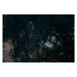 Close-up view of dark, tangled tree branches and foliage viewed in low light against a muted background.