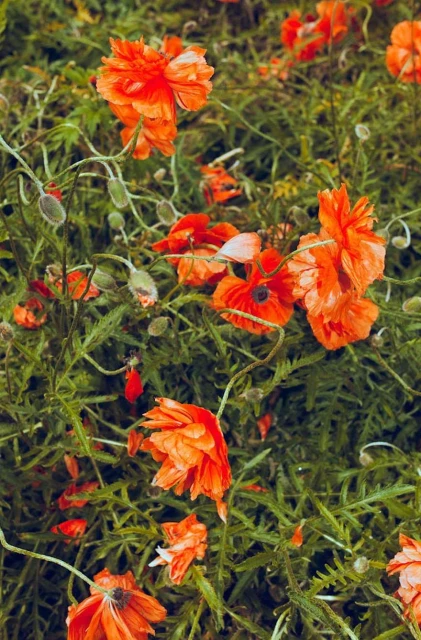 Close-up of a vibrant field of orange poppies in full bloom, with green stems and leaves creating a lush, natural background.