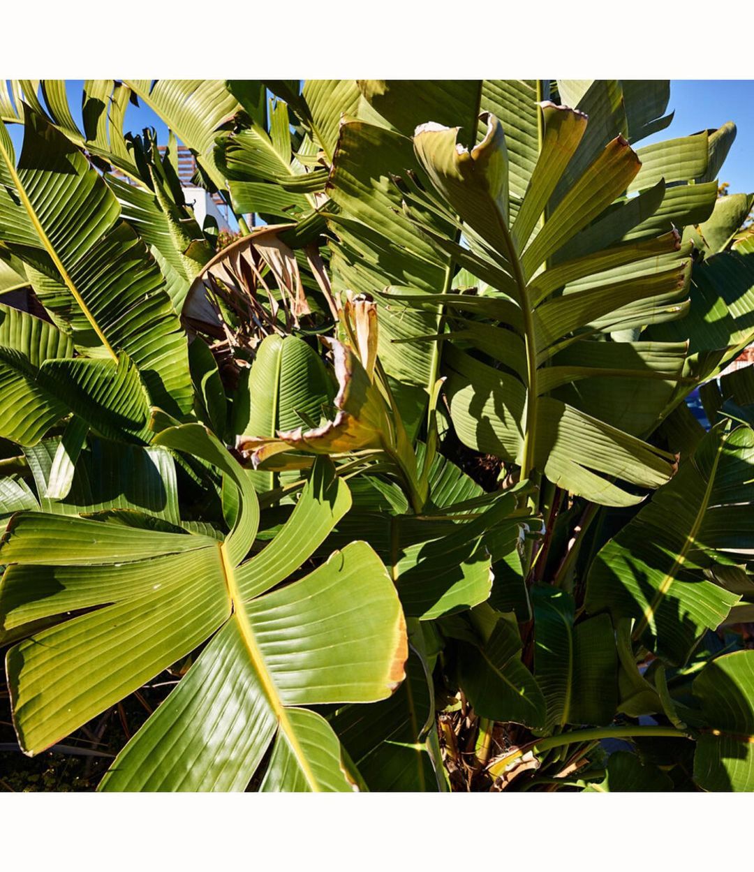 A close-up of a lush green tropical plant with large leaves filling the frame, evoking a natural, vibrant, and exotic atmosphere.