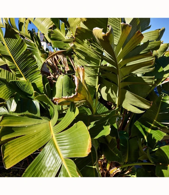 A close-up of a lush green tropical plant with large leaves filling the frame, evoking a natural, vibrant, and exotic atmosphere.