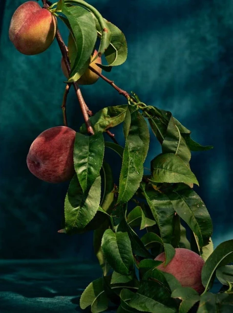 Still life photograph of a peach tree branch with ripe peaches and green leaves against a dark teal background. Food and nature photography.