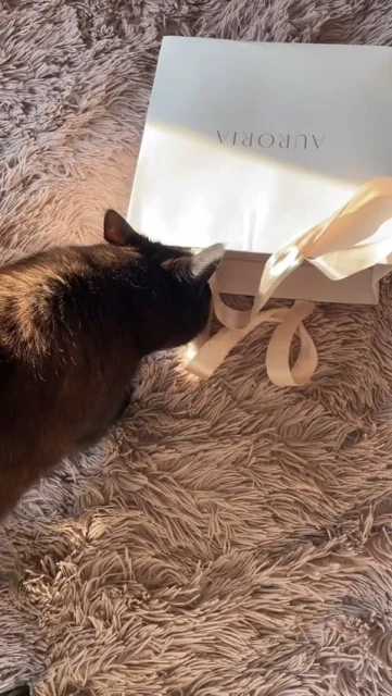 A domestic shorthair cat explores a shopping bag with ribbons, set against a soft, fluffy beige blanket in natural light.