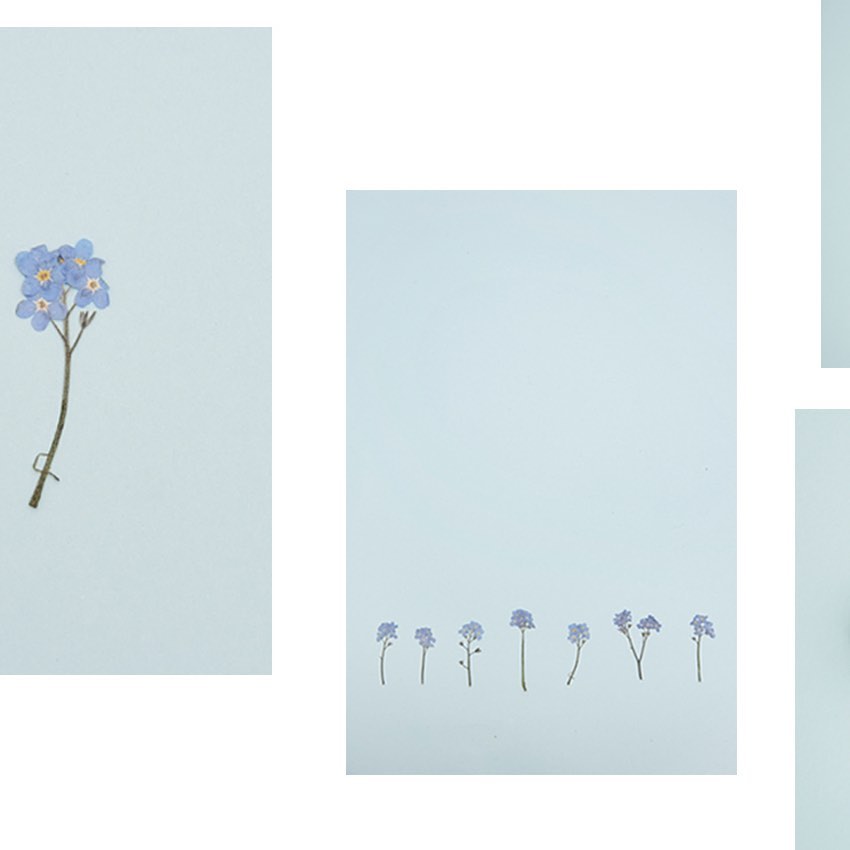 Minimalist botanical arrangement featuring forget-me-not flowers on a soft pastel background, creating a serene and delicate visual.