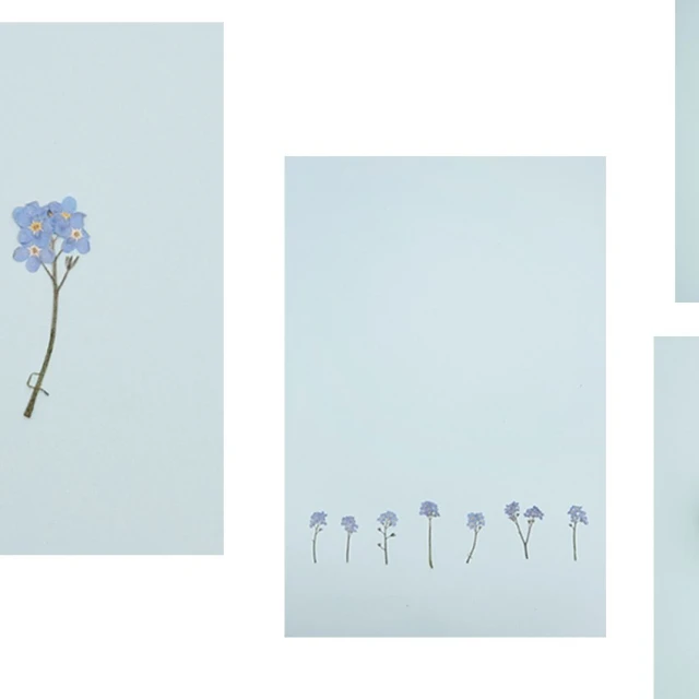 Minimalist botanical arrangement featuring forget-me-not flowers on a soft pastel background, creating a serene and delicate visual.