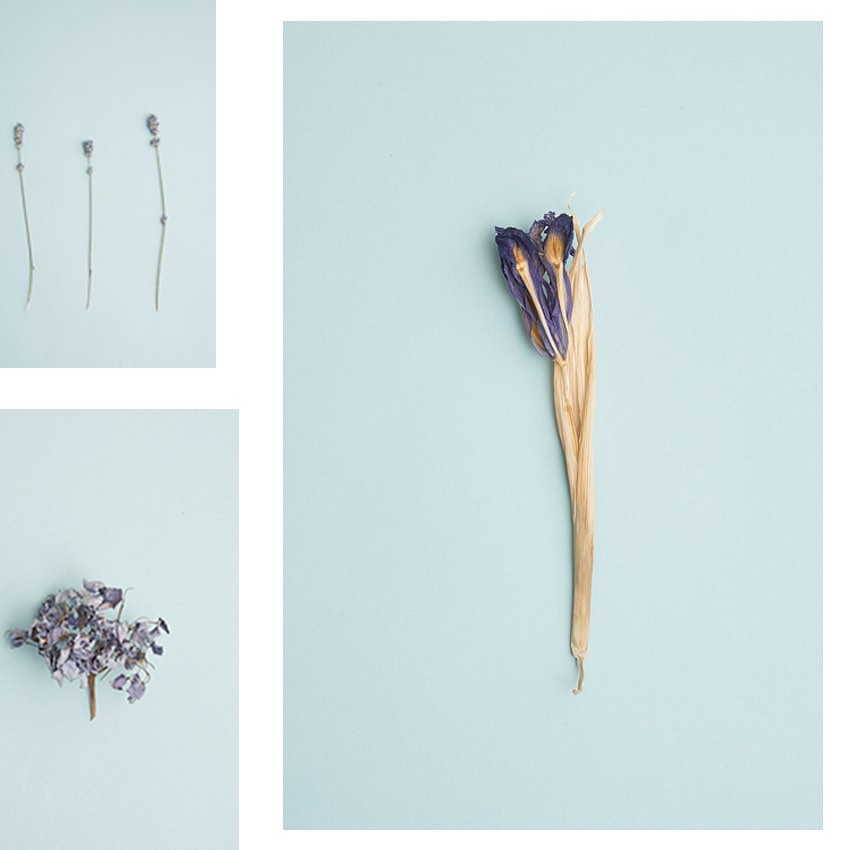 Still life composition featuring dried purple flowers arranged on a light blue background, creating a botanical art display.