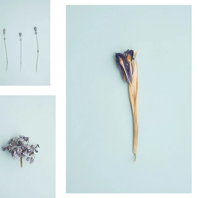 Still life composition featuring dried purple flowers arranged on a light blue background, creating a botanical art display.