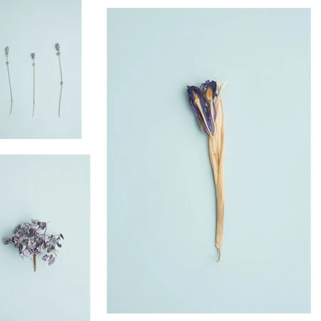 Still life composition featuring dried purple flowers arranged on a light blue background, creating a botanical art display.