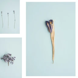 Three-panel botanical composition featuring dried blue flowers and stems against a pale blue background photographed by Ester Keate.