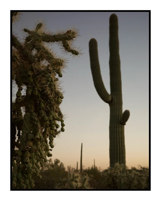 Scenic desert landscape at dusk features a saguaro cactus silhouetted against a soft gradient sky, beside a cholla cactus with fuzzy spines.