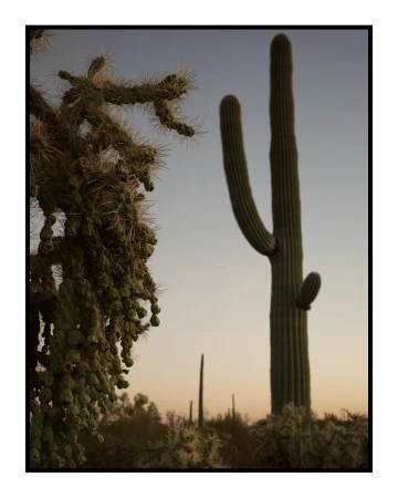 Scenic desert landscape at dusk features a saguaro cactus silhouetted against a soft gradient sky, beside a cholla cactus with fuzzy spines.