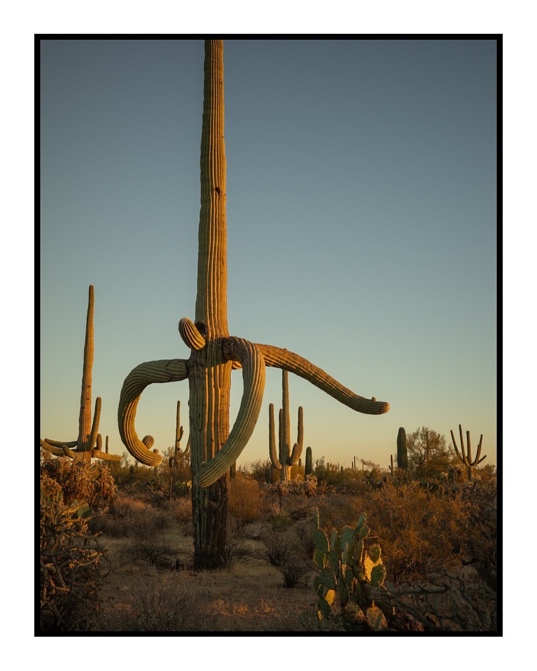 Saguaro cactus in the Arizona desert at sunset, showcasing a tall cactus with a unique bent arm in a natural environment.