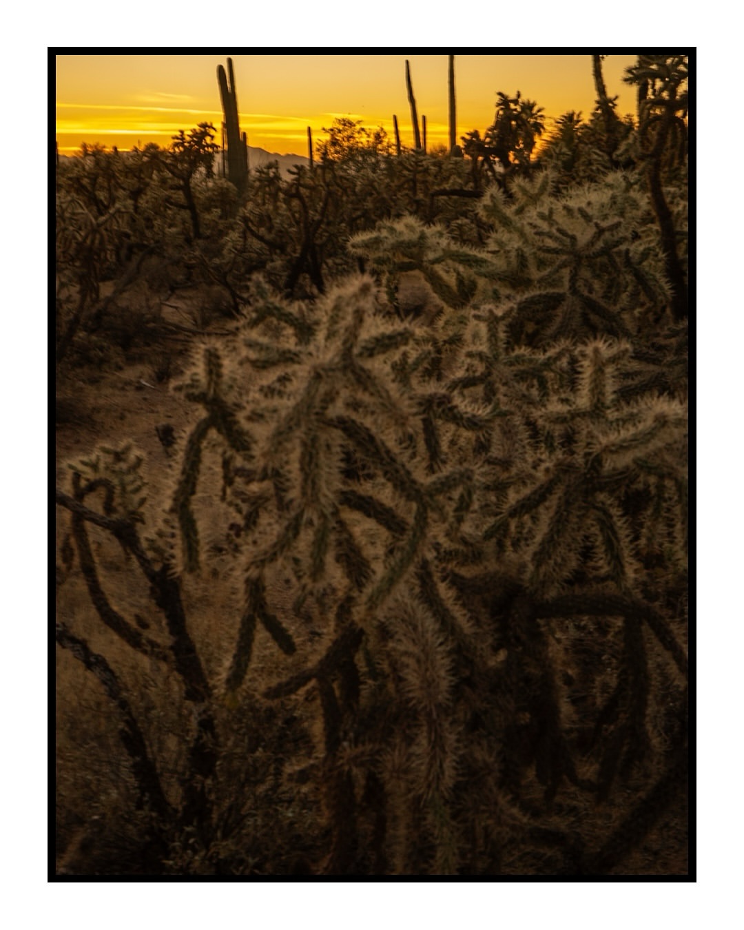 Cholla cactus garden at sunset in Arizona. Cacti are in the foreground and silhouetted against a colorful sky.