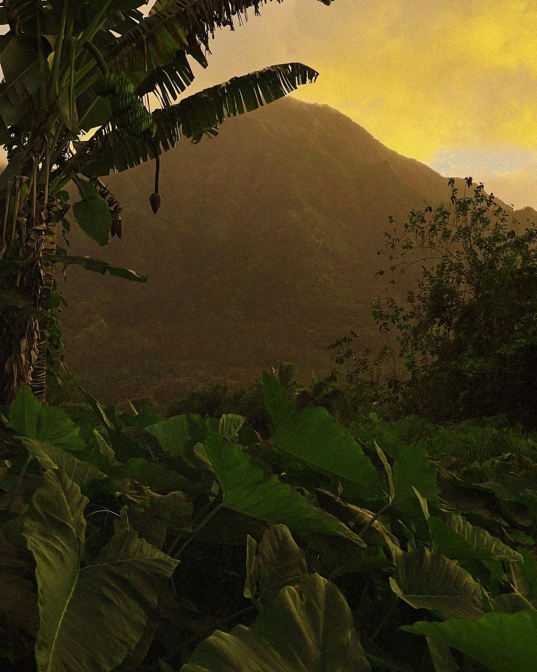 Lush tropical vegetation frames a mountainous landscape under a golden sky at dusk. Banana trees and large green leaves are prominent.