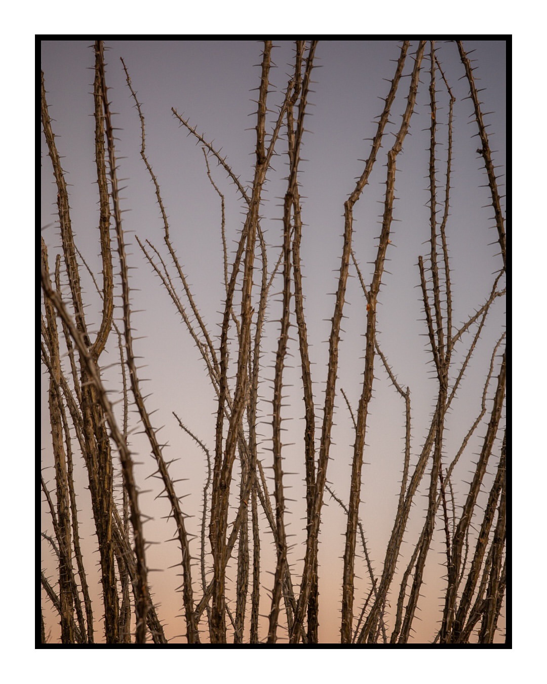 Ocotillo plant stalks with thorns reach into a pale sky with light pink gradient in an outdoor, natural environment setting.