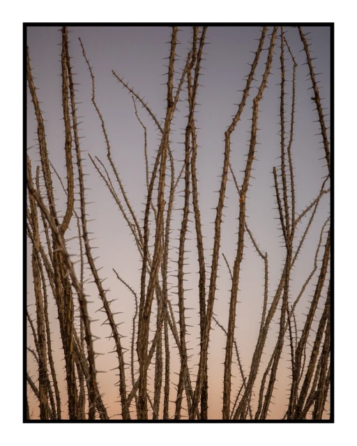 Ocotillo plant stalks with thorns reach into a pale sky with light pink gradient in an outdoor, natural environment setting.