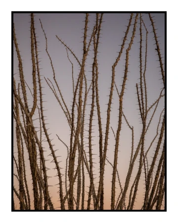 Ocotillo plant stalks with thorns reach into a pale sky with light pink gradient in an outdoor, natural environment setting.