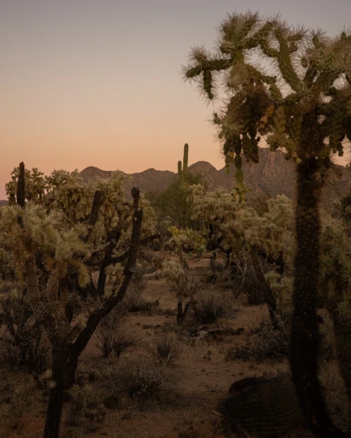 Scenic view of the desert landscape with cholla cacti, mountains, and an early morning sky at dawn in Arizona, USA.