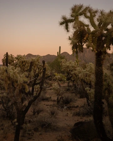 Scenic view of the desert landscape with cholla cacti, mountains, and an early morning sky at dawn in Arizona, USA.