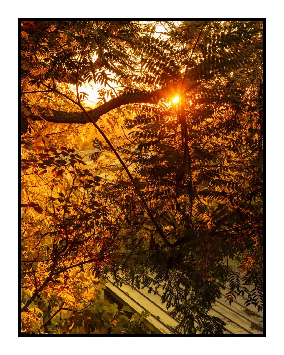 Sunlight streams through the lush green foliage of trees and leaves, creating a warm and inviting natural scene.