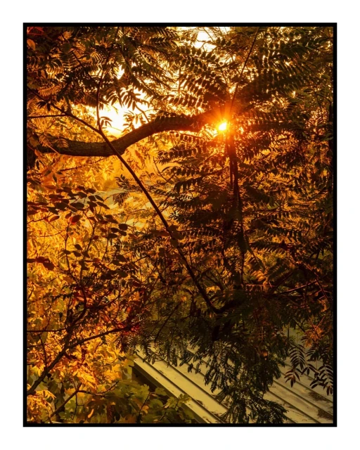 Sunlight streams through the lush green foliage of trees and leaves, creating a warm and inviting natural scene.