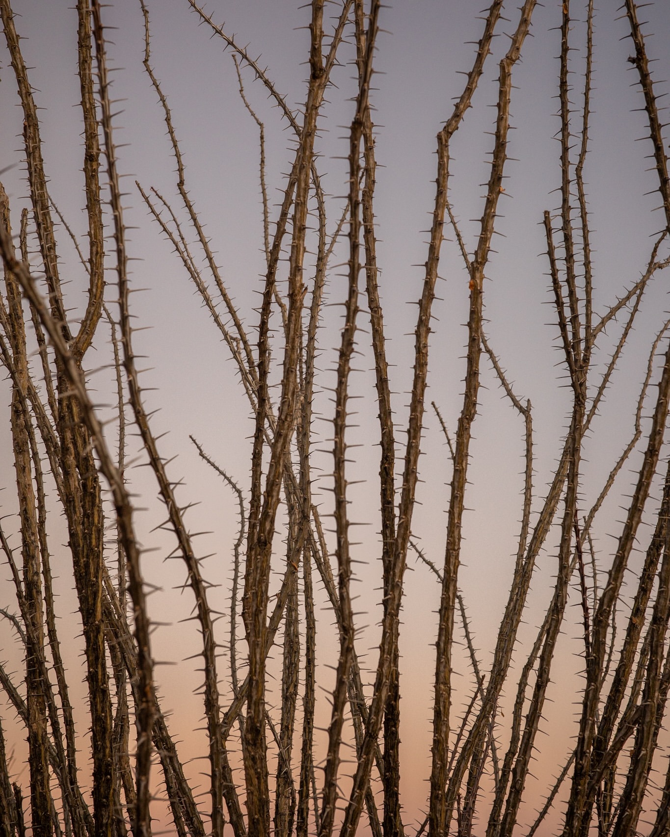Dramatic ocotillo cactus branches with sharp thorns reach toward a soft gradient sky in a striking desert botanical close-up.